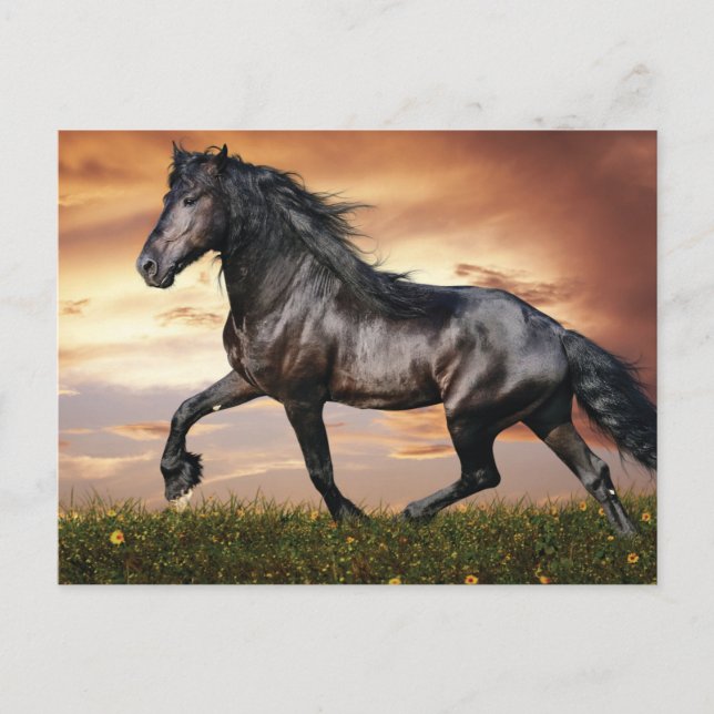 Beautiful Black Horse Holiday Postcard (Front)