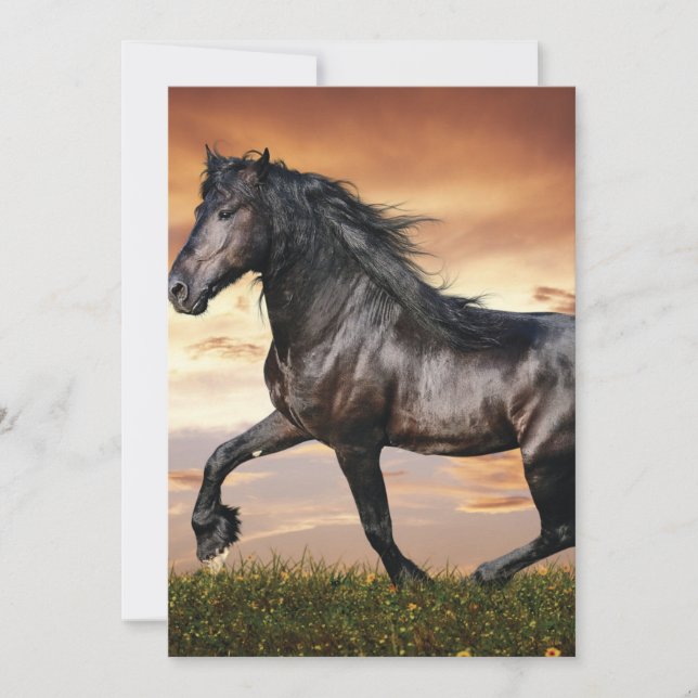 Beautiful Black Horse Invitation (Front)