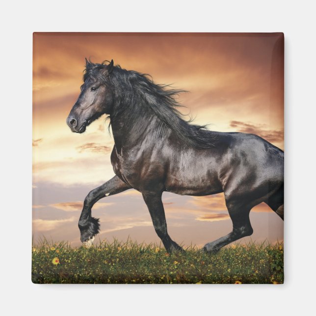 Beautiful Black Horse Magnet (Front)
