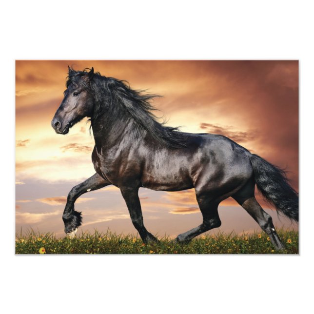 Beautiful Black Horse Photo Print (Front)