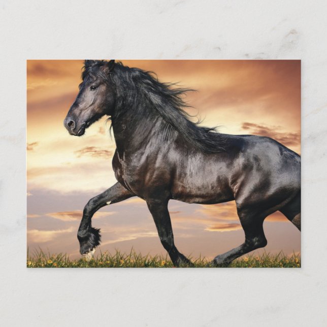 Beautiful Black Horse Postcard (Front)