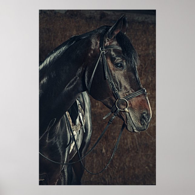 Beautiful Black Horse  Poster (Front)