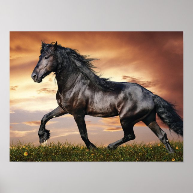 Beautiful Black Horse Poster (Front)