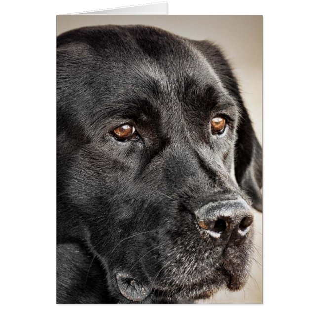 Beautiful Black Labrador Retriever dog design (Front)