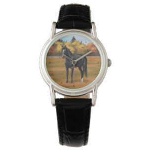 Beautiful Black Quarter Horse Stallion Watch