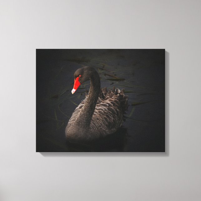 Beautiful Black Swan with a Bright Red Beak Canvas Print (Front)