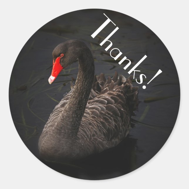 Beautiful Black Swan with a Bright Red Beak Classic Round Sticker (Front)