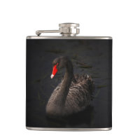 Beautiful Black Swan with a Bright Red Beak