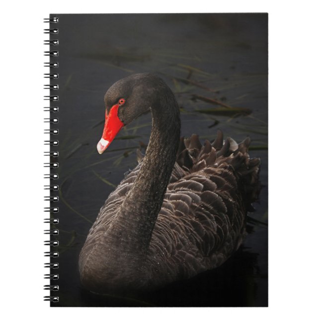 Beautiful Black Swan with a Bright Red Beak Spiral Notebook (Front)