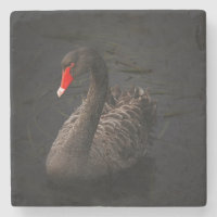 Beautiful Black Swan with a Bright Red Beak