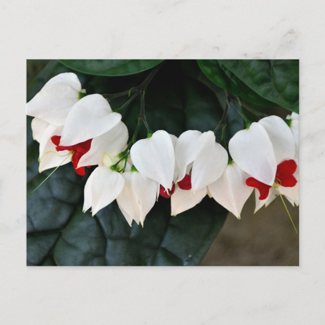 Beautiful Bleeding Hearts flowers Postcard (Front)