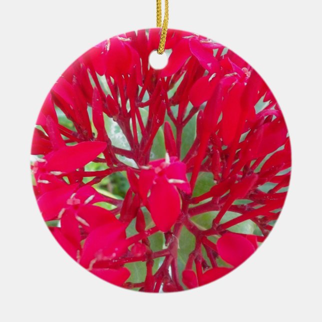 Beautiful Blood Flower Milkweed Art Print/Graphic Ceramic Tree Decoration (Front)