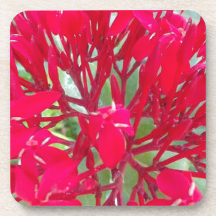Beautiful Blood Flower Milkweed Art Print/Graphic Coaster