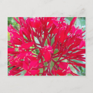 Beautiful Blood Flower Milkweed Art Print/Graphic Postcard