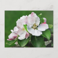 Beautiful Blooming Apple Tree Spring Postcard