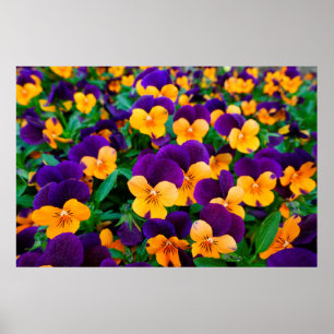Beautiful blooming pansies in the garden poster