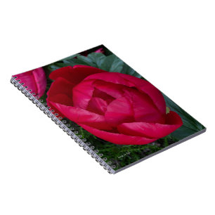 Beautiful Blooming Red Peony Notebook