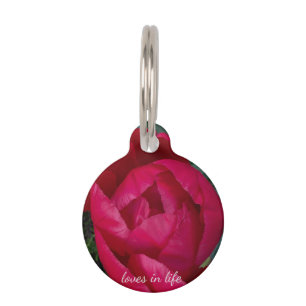Beautiful Blooming Red Peony  Pet Tag