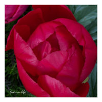 Beautiful Blooming Red Peony 