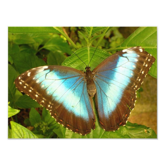 Beautiful Blue and Black Butterfly Poster (Front)