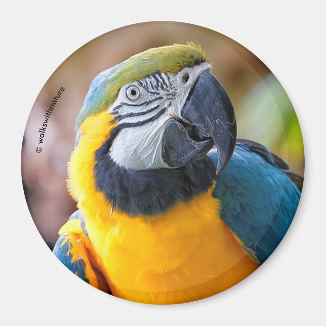 Beautiful Blue and Gold Macaw Magnet (Front)