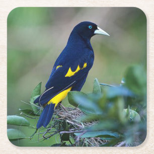 Beautiful Blue and Yellow Bird Square Paper Coaster