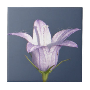 Beautiful blue bell flower tile