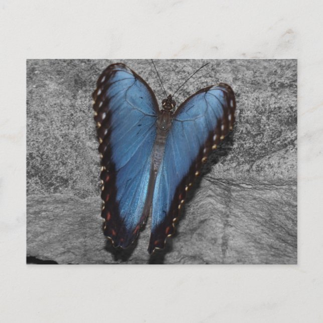 Beautiful Blue Butterfly Postcard (Front)