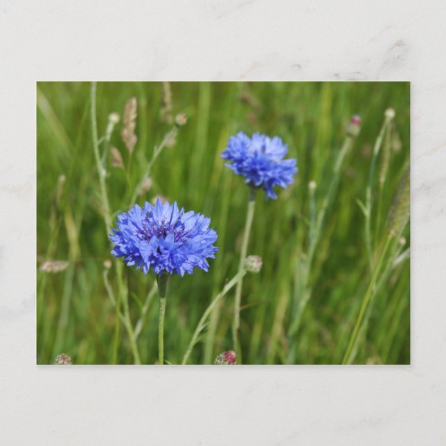 Beautiful Blue Cornflowers meadow flower design Postcard (Front)