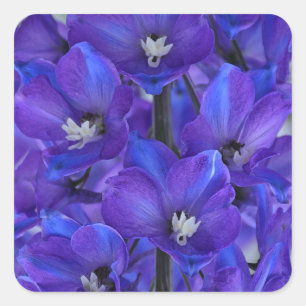 Beautiful blue delphinium         square sticker
