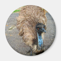 Beautiful Blue Emu Bird Photograph