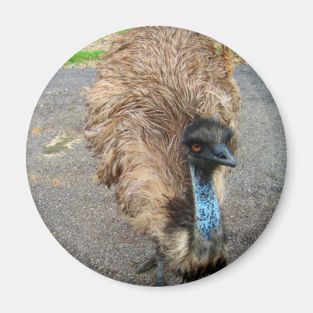 Beautiful Blue Emu Bird Photograph Magnet (Front)