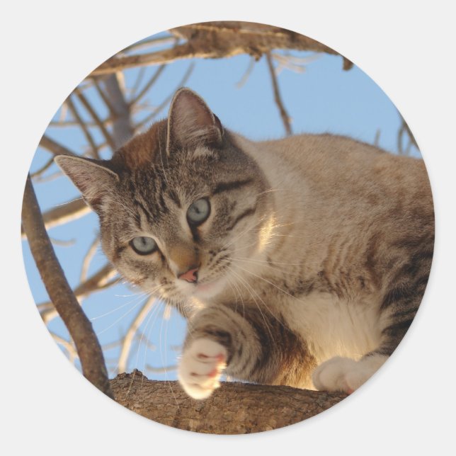 Beautiful Blue Eyed Kitty Classic Round Sticker (Front)