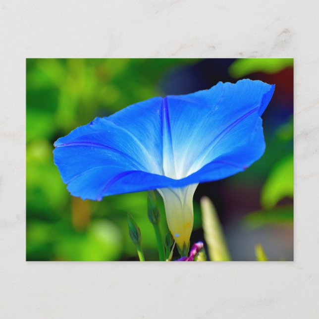 Beautiful blue flower postcard (Front)
