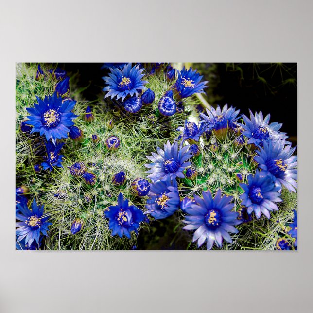 Beautiful Blue Flowering Cactus Plant Poster (Front)