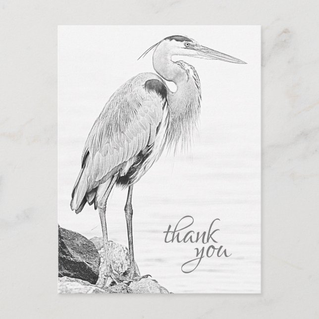 Beautiful Blue Heron Water Bird Sketch Thank You Postcard (Front)