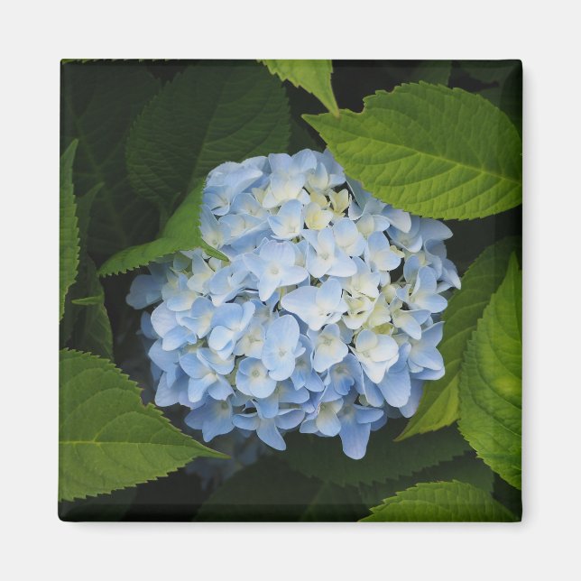 Beautiful Blue Hydrangea Floral Photo Magnet (Front)
