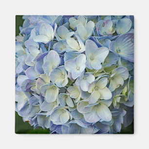 Beautiful Blue Hydrangea Flowers Photo Magnet