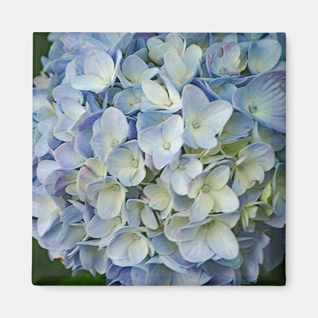 Beautiful Blue Hydrangea Flowers Photo Magnet (Front)