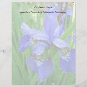 beautiful blue iris flowers