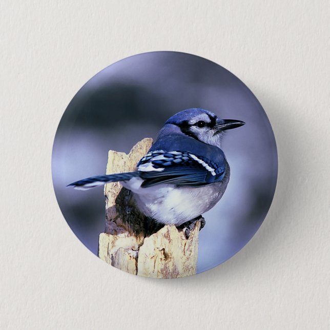 Beautiful Blue Jay 6 Cm Round Badge (Front)