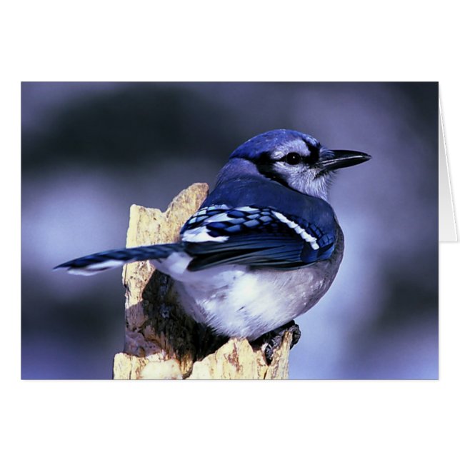 Beautiful Blue Jay bird (Front Horizontal)