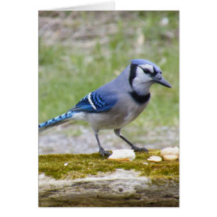 Beautiful Blue Jay bird