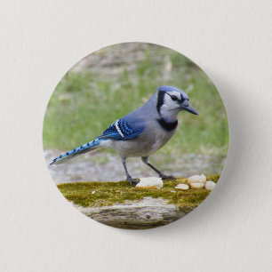 Beautiful Blue Jay bird 6 Cm Round Badge