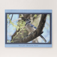 Beautiful Blue Jay; Bird Lover's