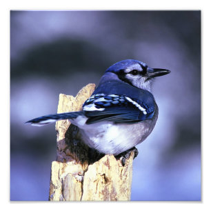 Beautiful Blue Jay bird Photo Print