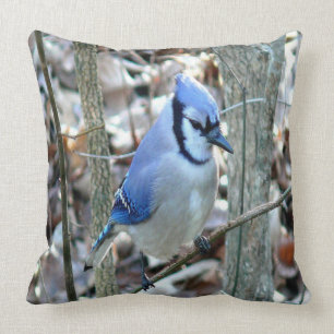 Beautiful Blue Jay Cushion