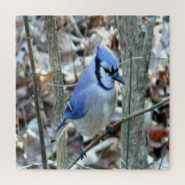 Beautiful Blue Jay Jigsaw Puzzle (Vertical)