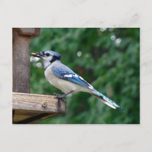 Beautiful Blue Jay Postcard