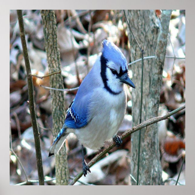 Beautiful Blue Jay Poster (Front)